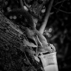 Close-up of lizard on tree