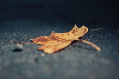 Close-up of dry maple leaf on street during autumn