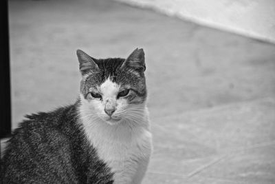 Close-up portrait of a cat