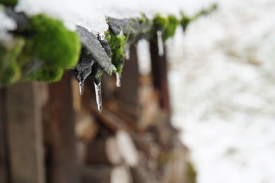 Close-up of frozen plant