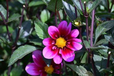 Close-up of pink flowering plant in park