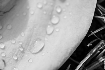 Close-up of water drops on leaf