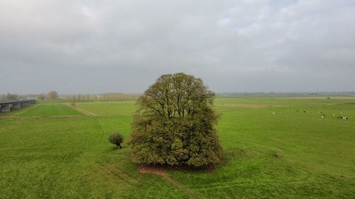 plant