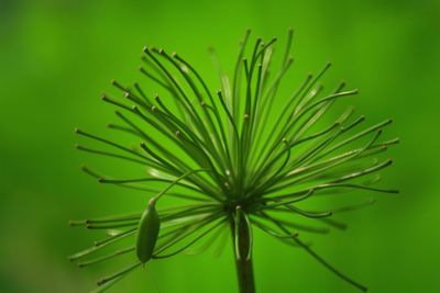 Close up of plant