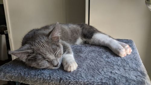 Close-up of cat sleeping