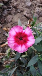 Close-up of pink flower blooming outdoors