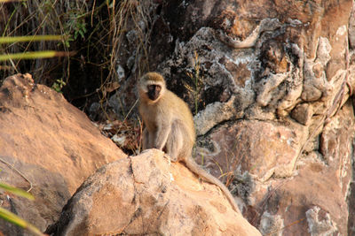 Monkey sitting on rock