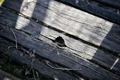 Close-up of wooden planks