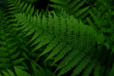 Close-up of fern leaves