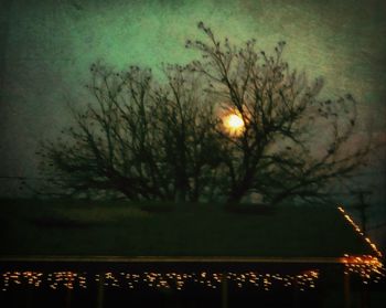 Trees in park at night