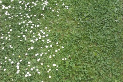 Close-up of plants