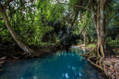 Scenic view of lake amidst trees in forest