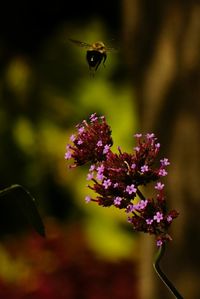 Close-up of bee hovering over pink verbena flowers