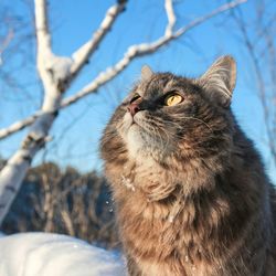 Close-up of a cat