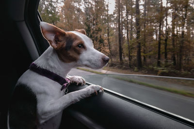 Jack russell terrier looking outside of car window