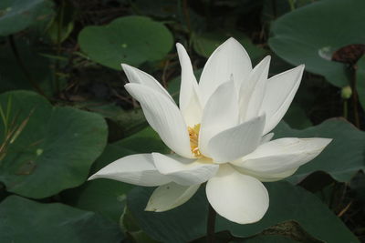 Close-up of white water lily