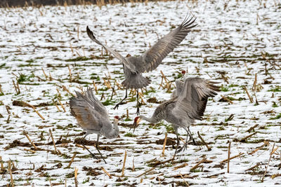 Sandhill cranes during winter