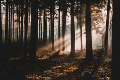 Sunlight streaming through trees in forest