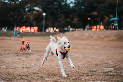 Dog running in park