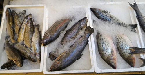 High angle view of trout and salmon with sea bass fish on ice for sale