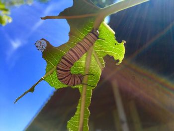 Low angle view of plant leaves