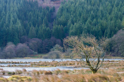 Scenic view of forest