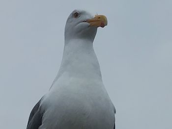 Low angle view of pigeon against clear sky