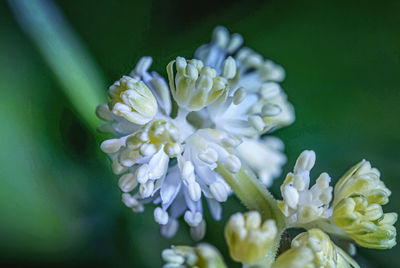 Close-up of white flowering plant