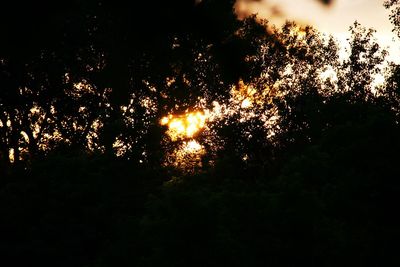 Low angle view of silhouette trees against sky at sunset