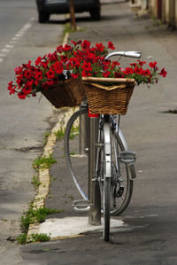 View of red flowering plant in basket on street