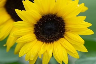 Close-up of yellow sunflower