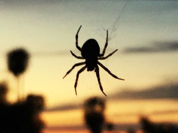 Close-up of spider