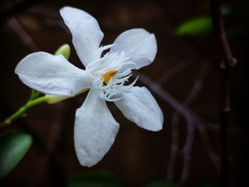 Close-up of white flowering plant