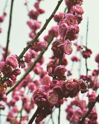 Close-up of pink flowers