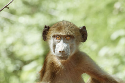 Close-up portrait of monkey on tree