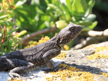 Close-up of lizard on rock