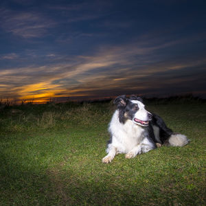 Dog running on field during sunset