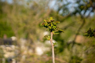 Close-up of plant growing on field