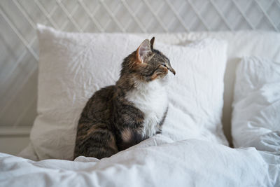 Cat lying on bed at home