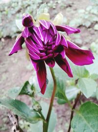 Close-up of purple flowers