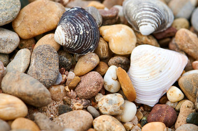 Close-up of shells on pebbles