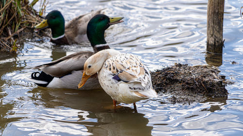 Leucistic mallard on lake preening black and white feathers rare bird