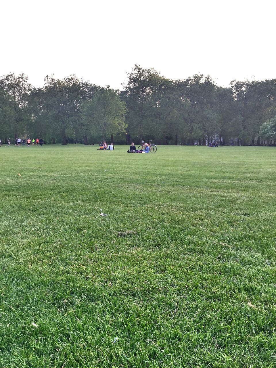 grass, field, grassy, green color, tree, clear sky, growth, landscape, park - man made space, nature, tranquility, lawn, tranquil scene, beauty in nature, day, park, outdoors, grassland, grass area, scenics