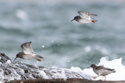 Seagull flying over snow