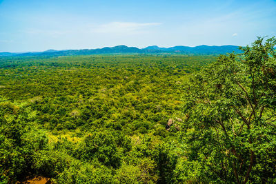 Scenic view of forest against sky