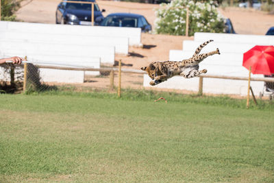 Serval jumping above field