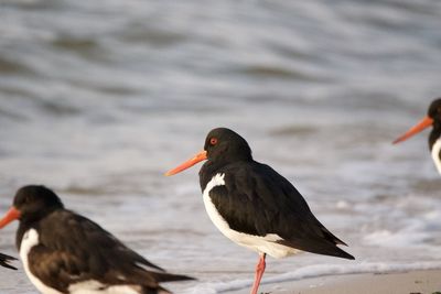 Close-up of birds on the beach