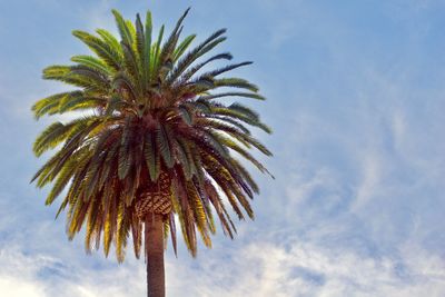 Low angle view of palm tree against sky