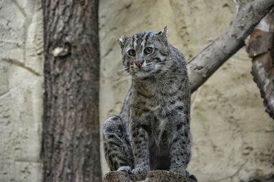 Portrait of a cat on tree trunk