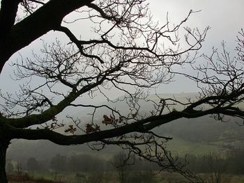 Low angle view of silhouette tree against sky